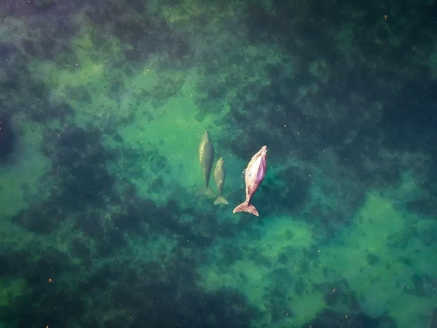 Dugongs swimming over the Ningaloo reef