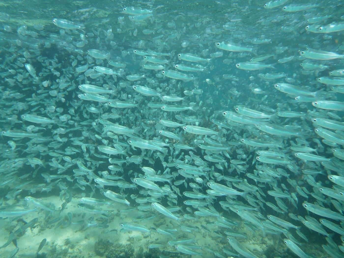 A school of fish swimming over the Ningaloo reef near Exmouth