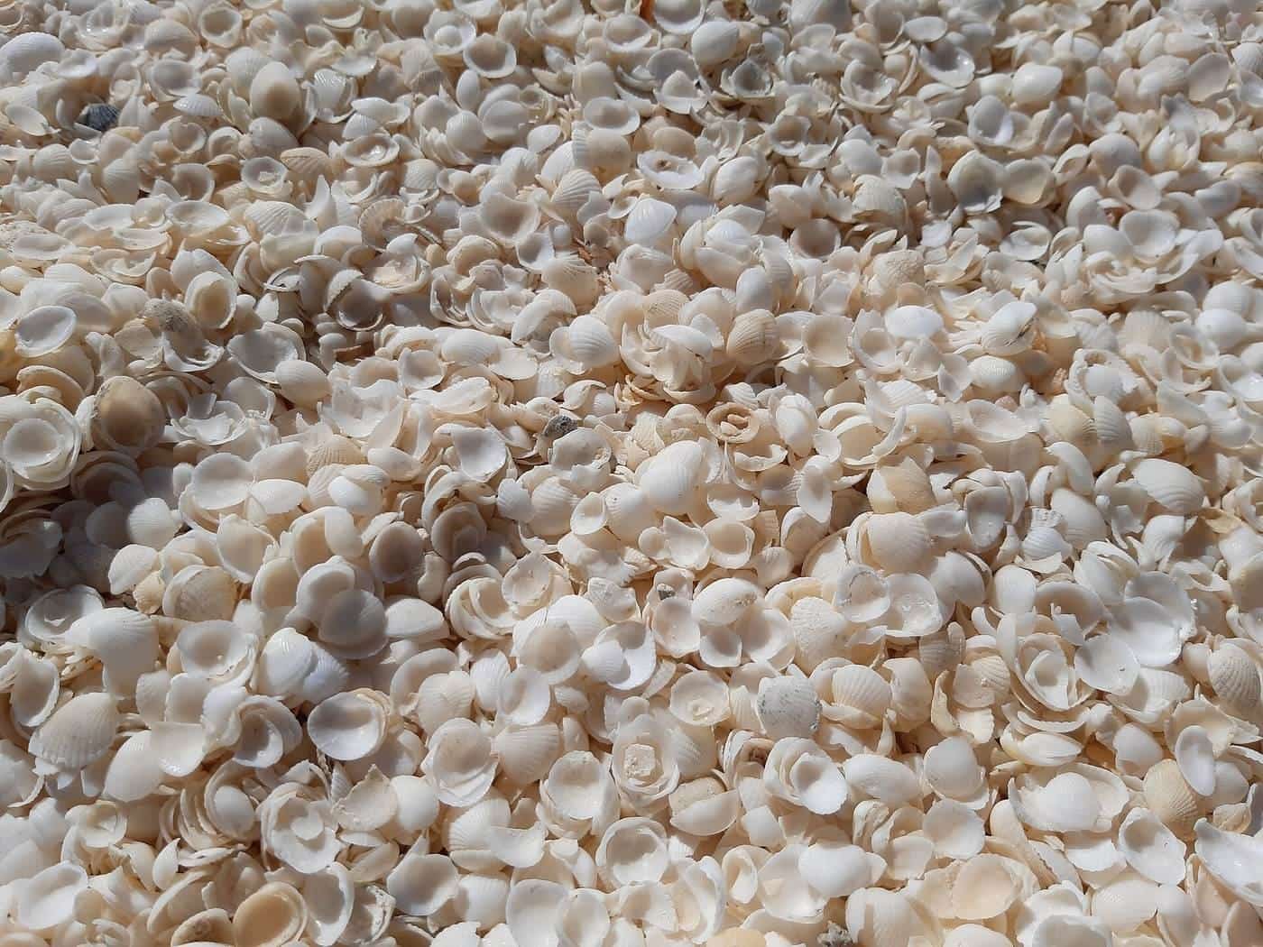 White shells and blue water at Shell Beach in Shark Bay