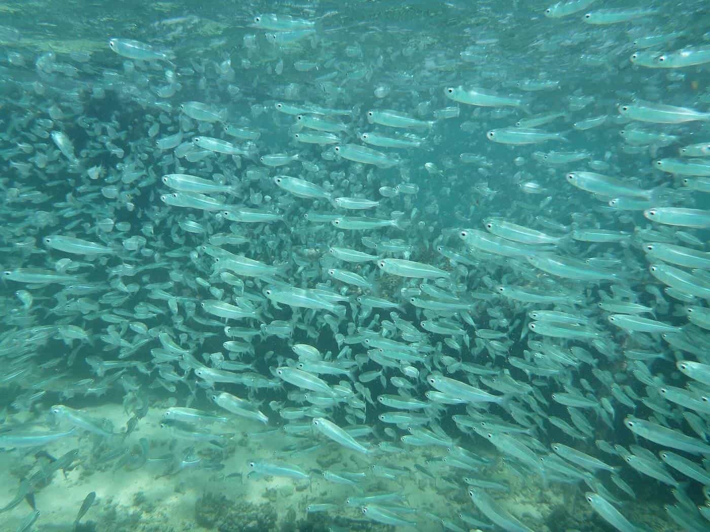 A school of fish swimming over the Ningaloo reef near Exmouth